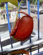 Nepenthes ampullaria 'Cantleys Red' 1